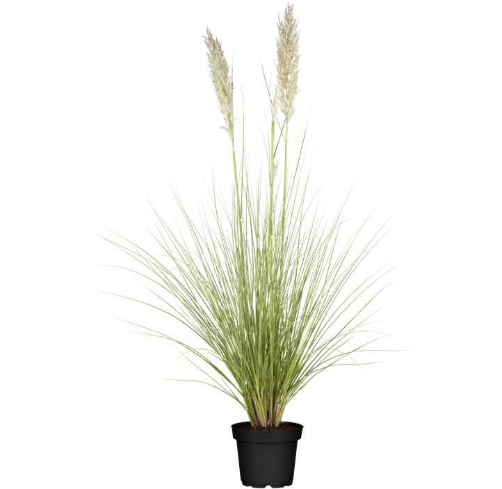 Garten-Pampasgras 'Comet'®