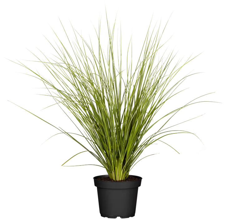 Garten-Pampasgras 'Comet'®