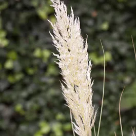 Cortaderia selloana Comet