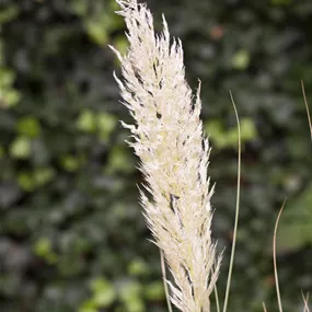 Cortaderia selloana Comet