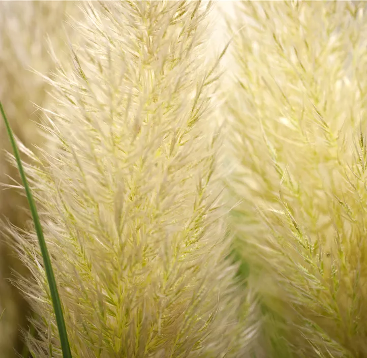 Garten-Pampasgras 'Evita'®