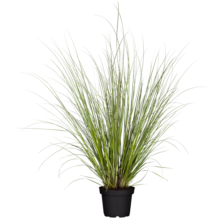 Garten-Pampasgras 'Evita'®