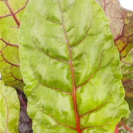 Beta vulgaris