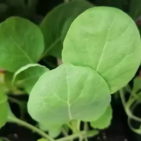 Brassica oleracea Flower Sprout
