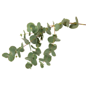 Eukalyptus Bund, 59 cm