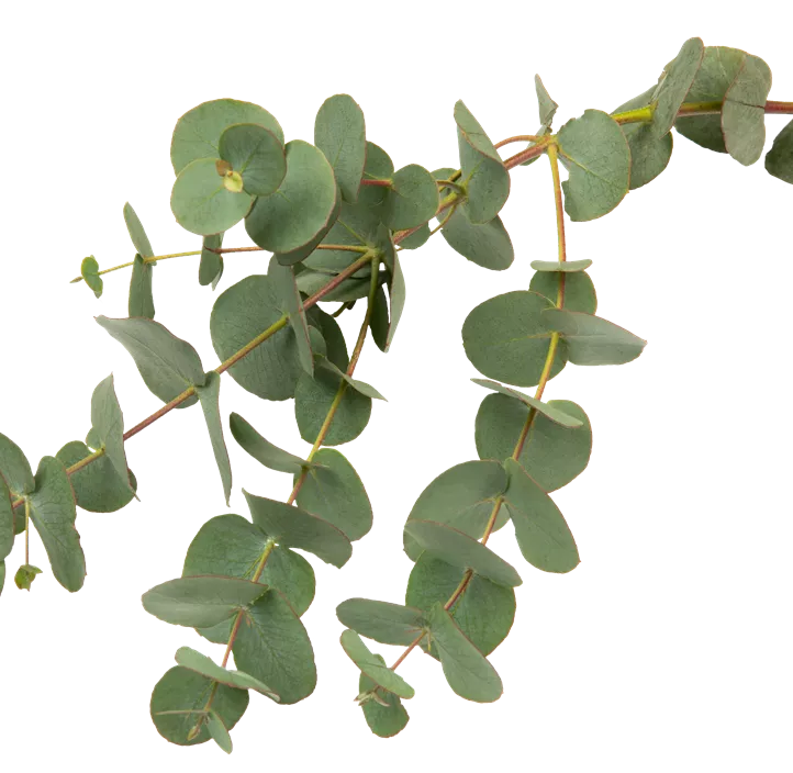 Eukalyptus Bund, 59 cm