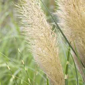 Cortaderia pumila
