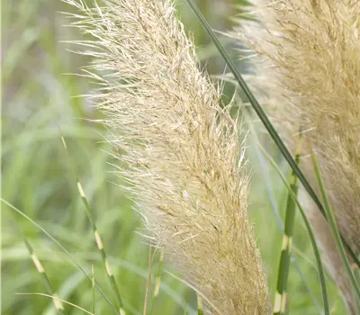 Cortaderia pumila