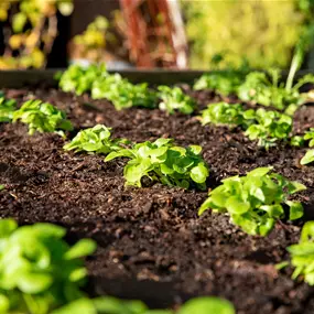 Lactuca sativa Feldsalat - Wintervitamine