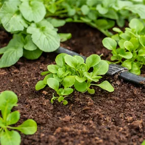 Valerianella locusta