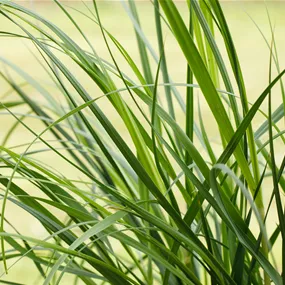 Cortaderia selloana Rosea