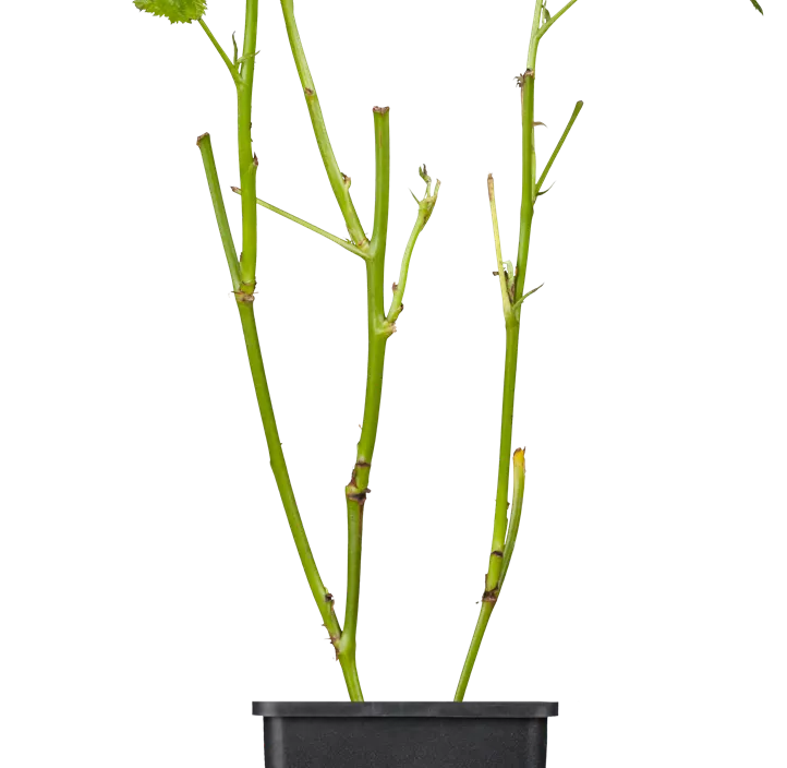 Brombeere 'Black Satin'