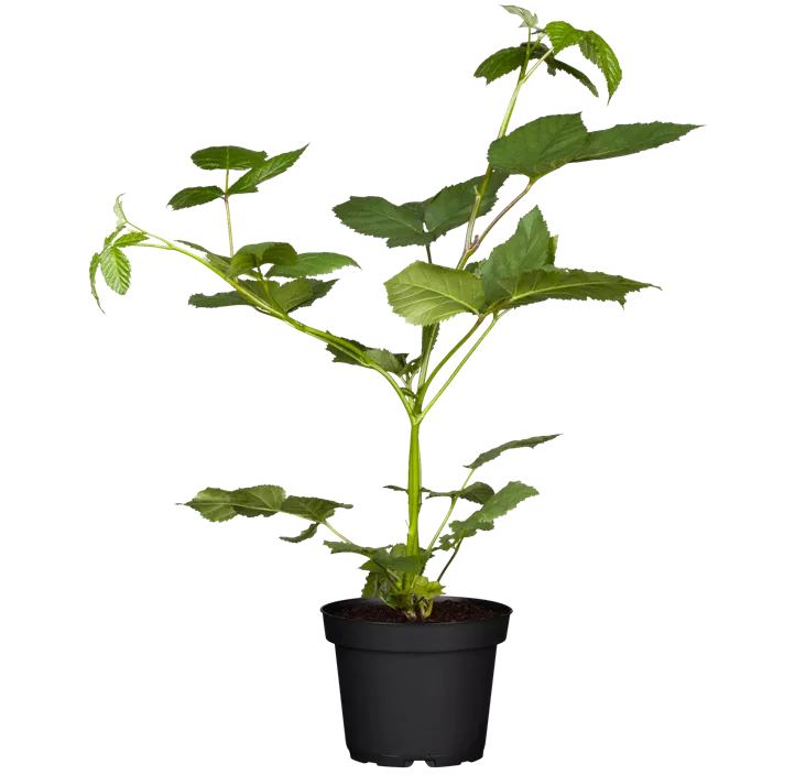 Brombeere 'Black Satin'