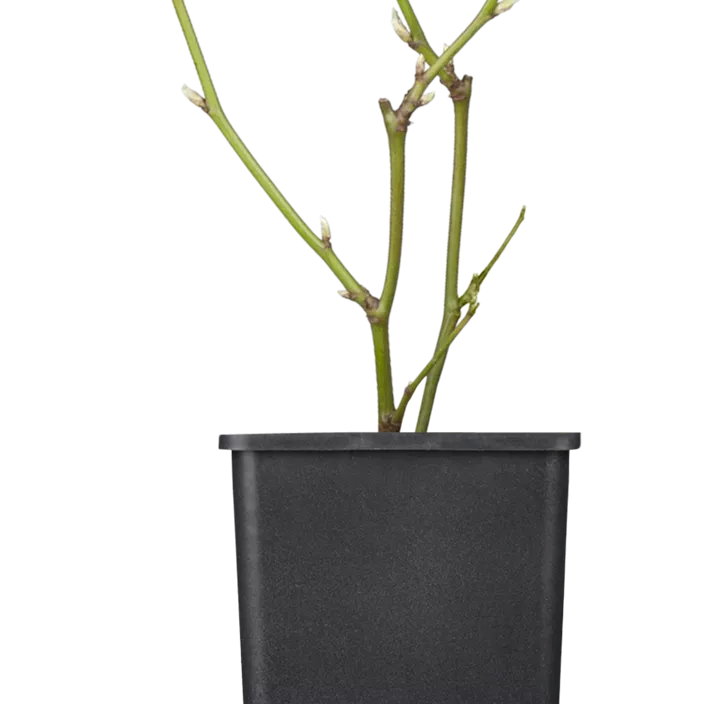 Brombeere 'Black Satin'