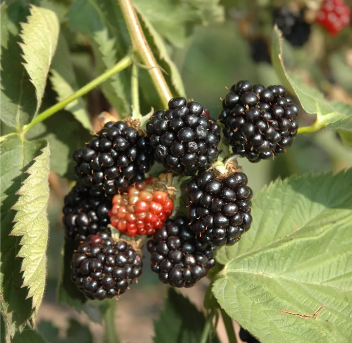 Brombeere 'Black Satin'