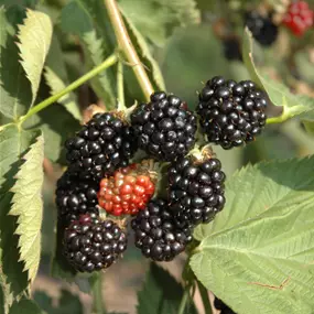 Rubus BrazelBerry Baby Cakes