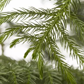 Araucaria heterophylla