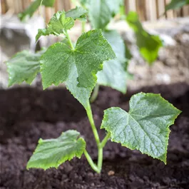 Cucumis sativus veredelt