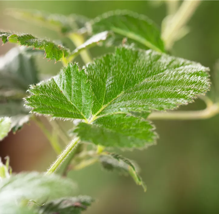 Brombeere 'Loch Ness'(s)