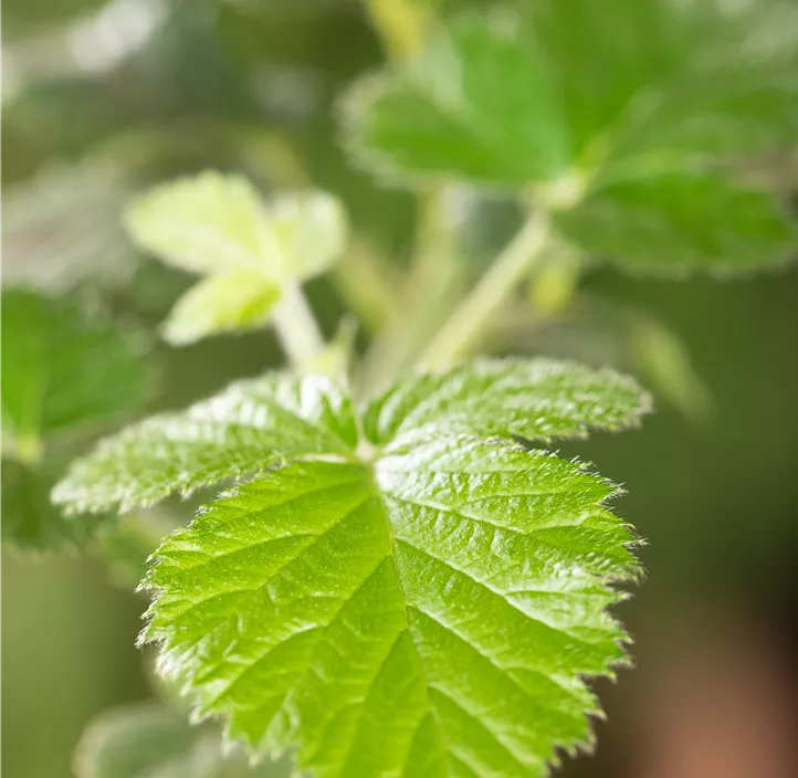 Brombeere 'Loch Ness'(s)