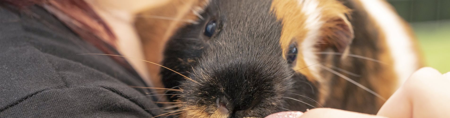 Meerschweinchen füttern Meerschweinchen füttern