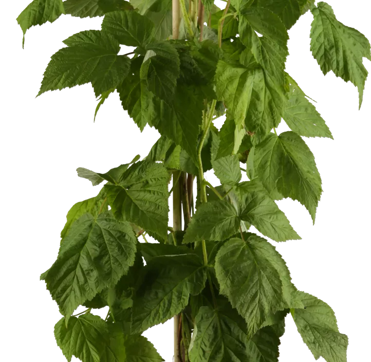 Himbeere 'Autumn Happy'