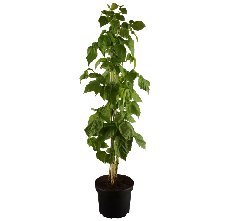 Himbeere 'Autumn Bliss'(s)