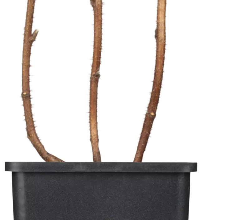 Himbeere 'Autumn Happy'