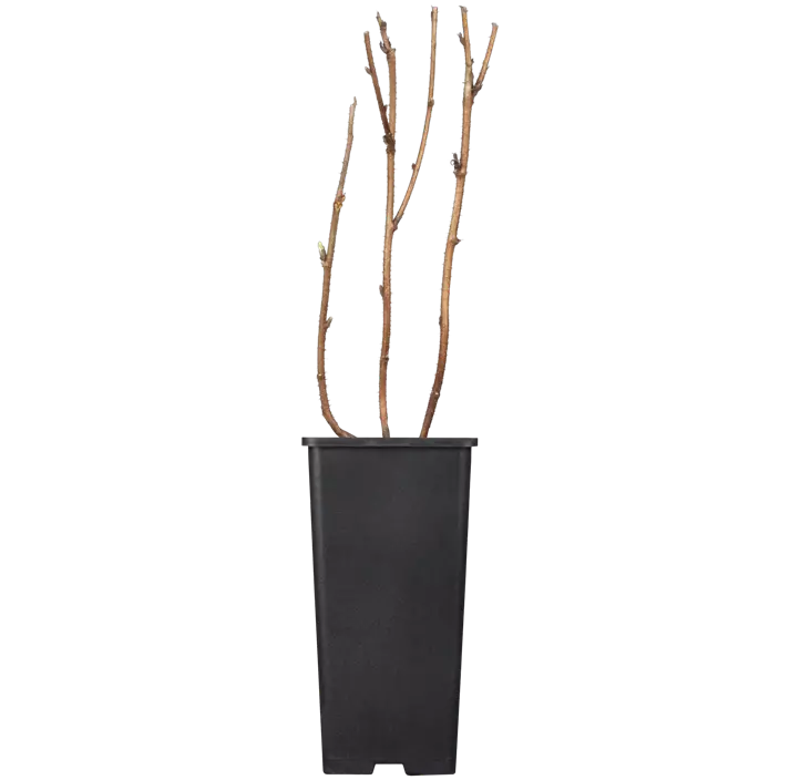 Himbeere 'Autumn Bliss'(s)