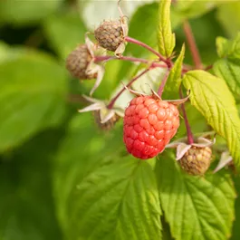 Rubus idaeus Autumn Bliss