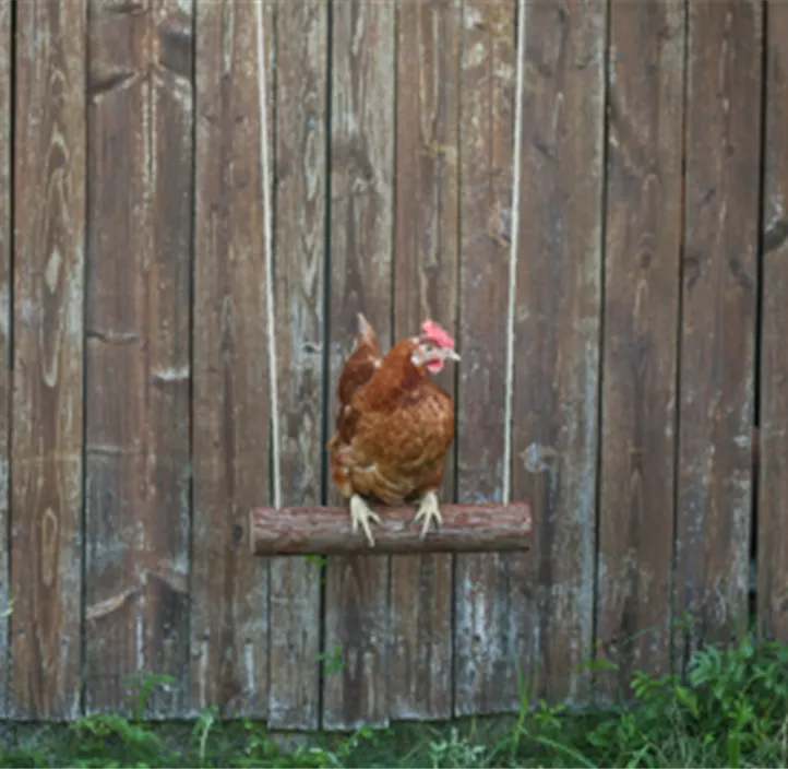 Hühnerschaukel, beige