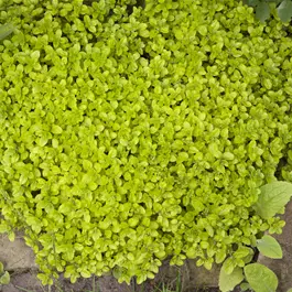 Origanum vulgare