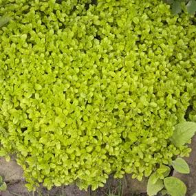 Origanum vulgare