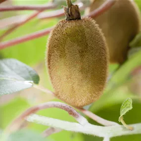 Actinidia chinensis Hayward