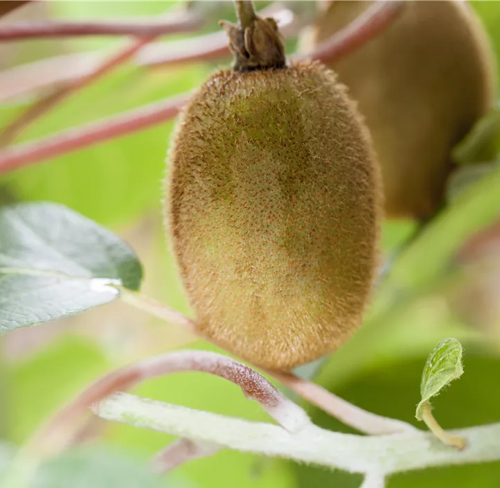 Kiwi 'Hayward'