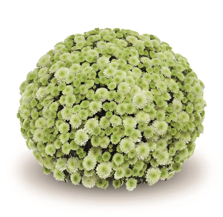 Multiflora-Chrysantheme 'Pistache'