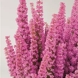 Erica gracilis Beauty Queen