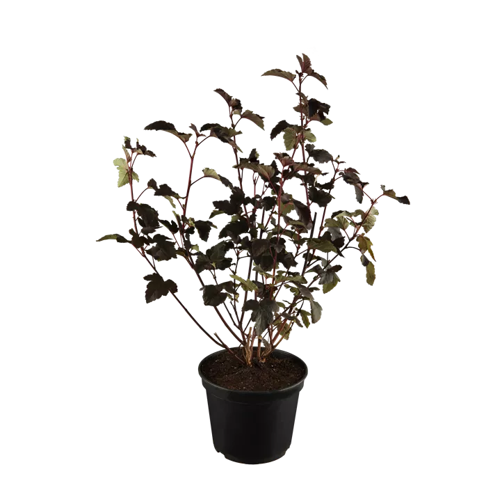 Fasanenspiere 'Diabolo'®