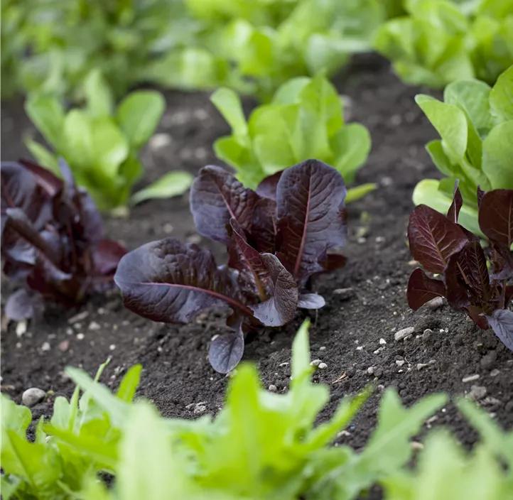 Garten-Salat