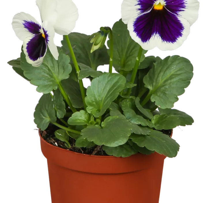 Großblütiges Garten-Stiefmütterchen