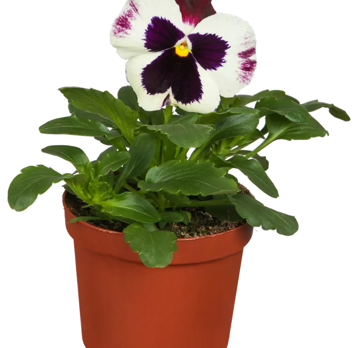 Großblütiges Garten-Stiefmütterchen