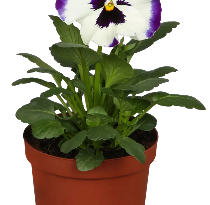 Großblütiges Garten-Stiefmütterchen