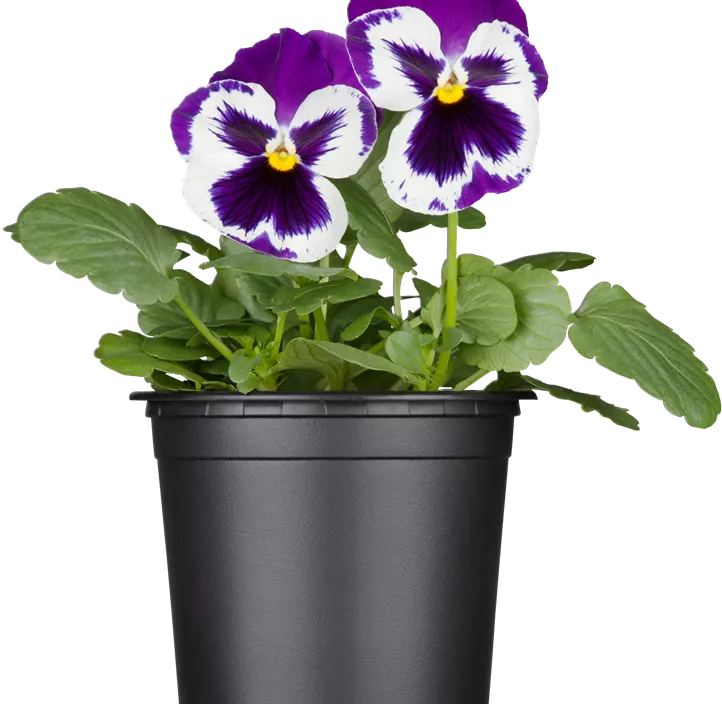 Großblütiges Garten-Stiefmütterchen