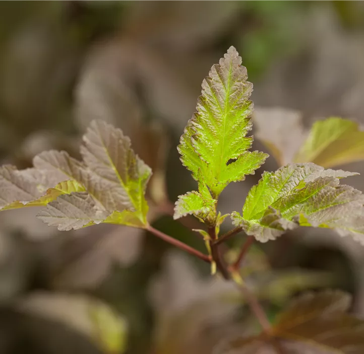 Fasanenspiere 'Diabolo'®