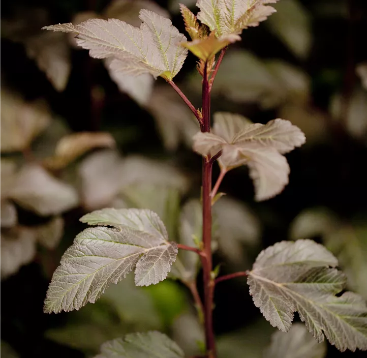 Fasanenspiere 'Diabolo'®