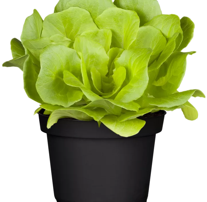 Garten-Salat