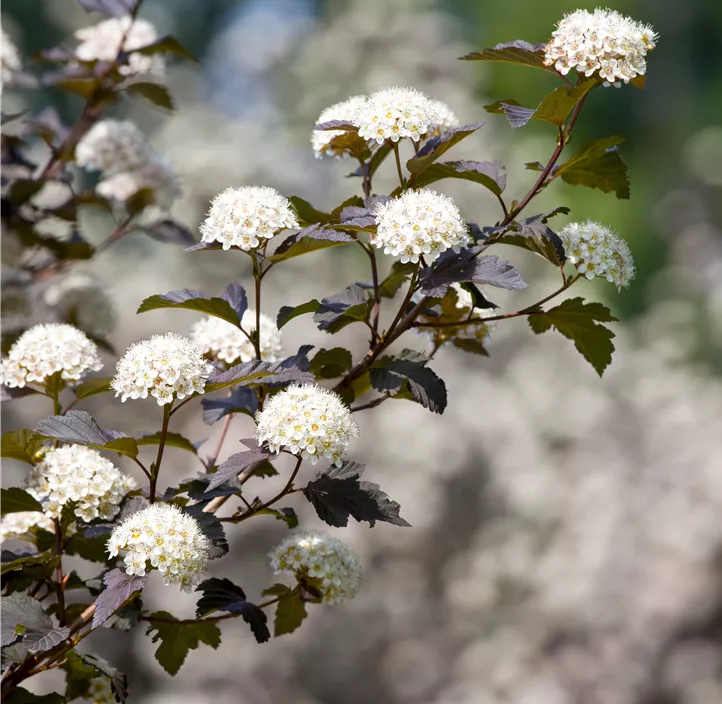 Fasanenspiere 'Diabolo'®