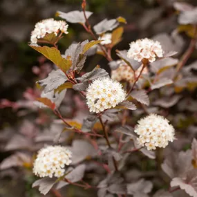 Physocarpus opulifolius Diabolo (Lieferartikel)