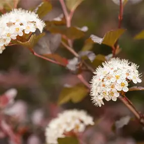 Physocarpus opulifolius Diabolo F