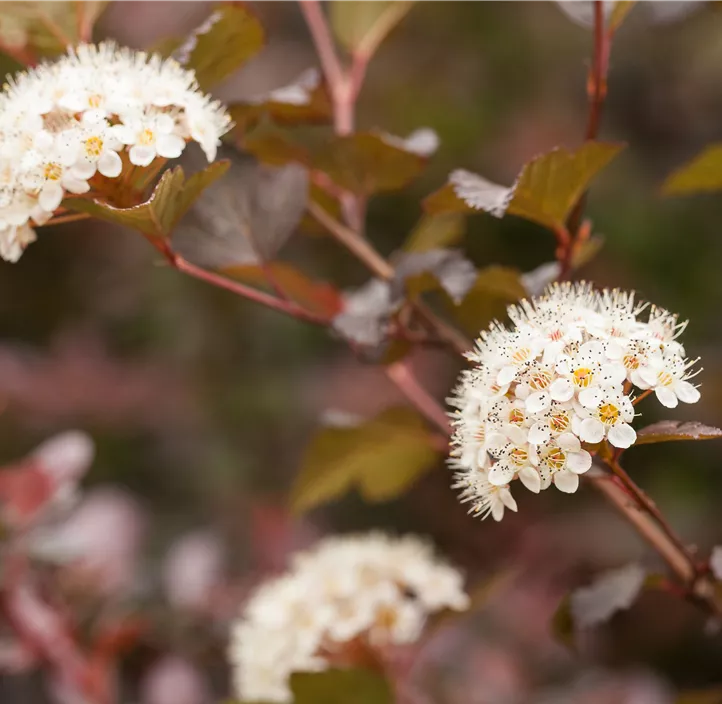 Fasanenspiere 'Diabolo'®